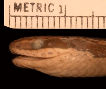 Media type: image;   Herpetology R-46508